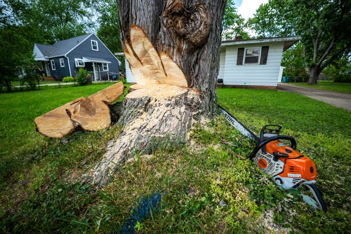 Large tree being felled with Stihl chainsaw in a residential yard