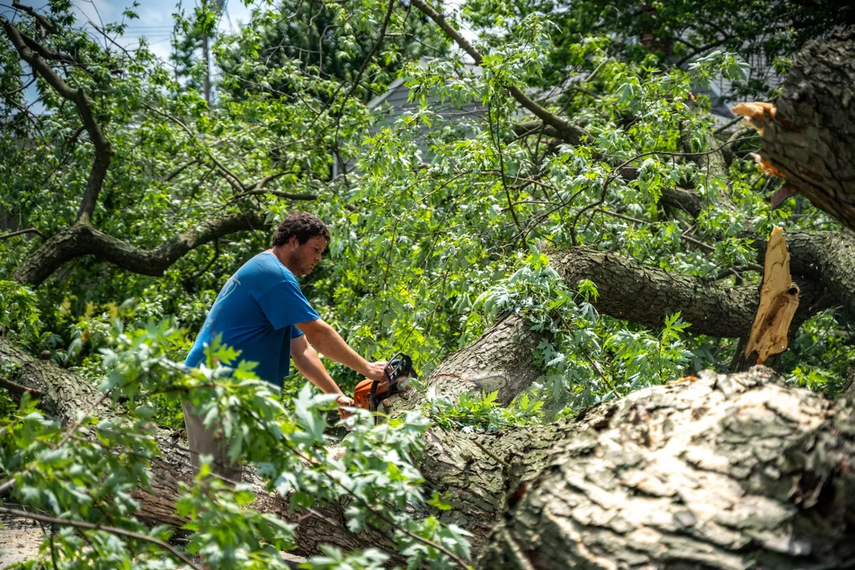 Arborist cutting large storm-fallen tree with chainsaw