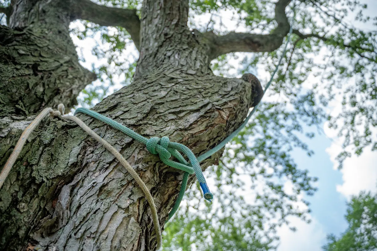 Rigging rope secured high in a large tree for controlled removal