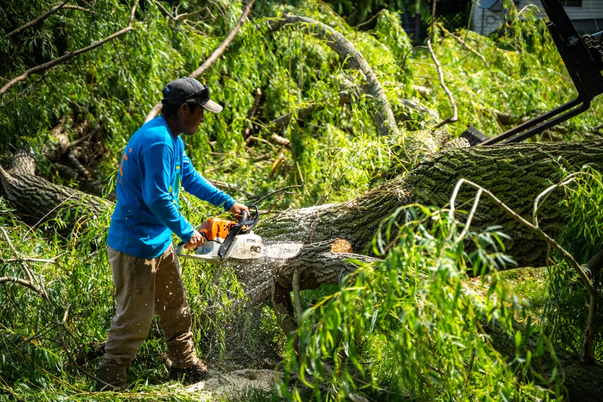 Crew member cutting a downed willow trunk with a Stihl chainsaw
