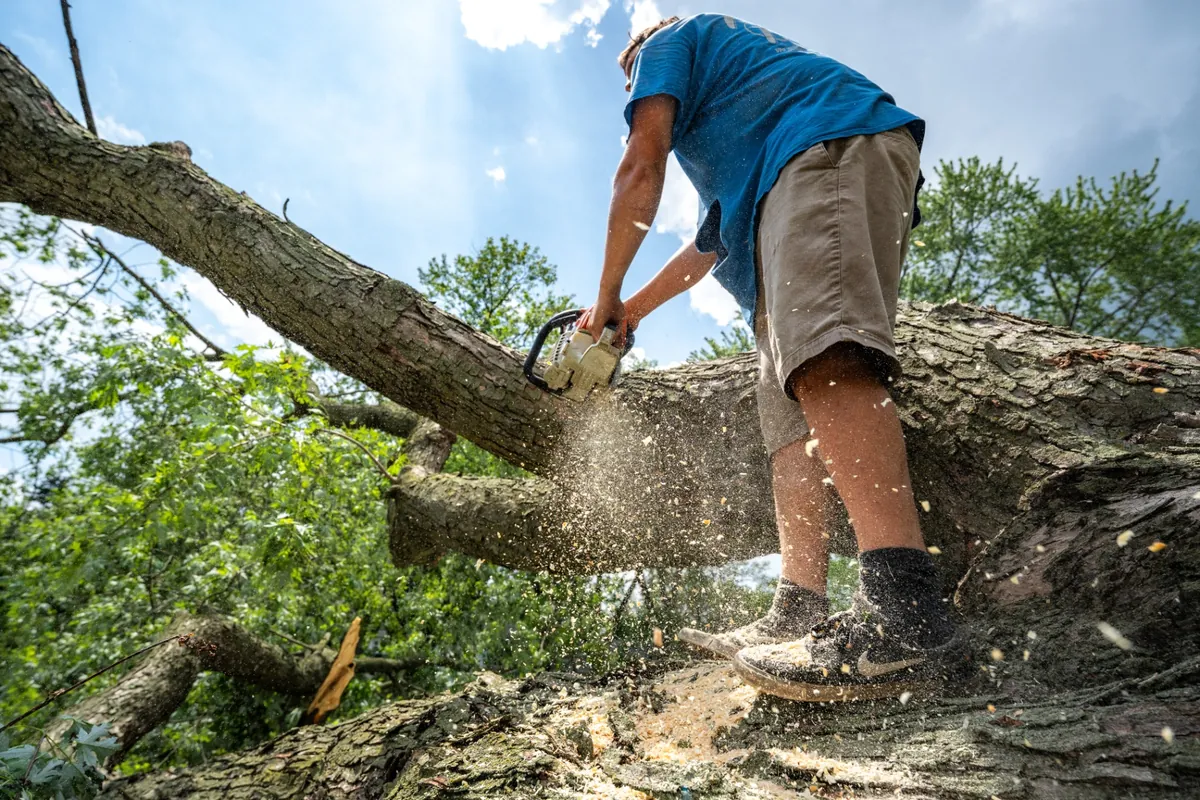 Crew member sectioning a downed tree trunk