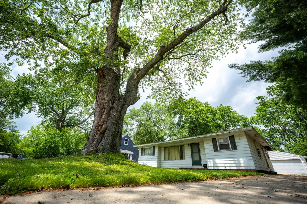 Towering mature tree beside a suburban home before removal