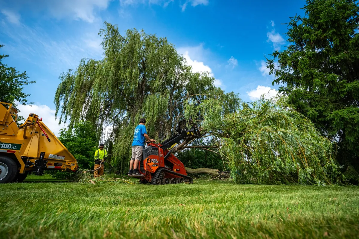 Crew removing limbs from a large willow tree