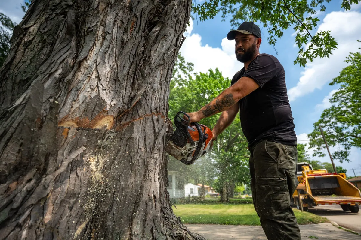 Arborist making a face cut on a large trunk with a chainsaw