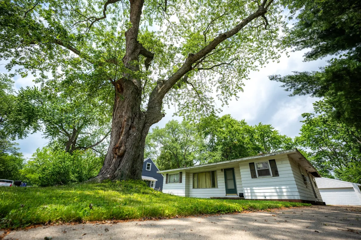 Large mature shade tree next to a Southeast Michigan home before removal