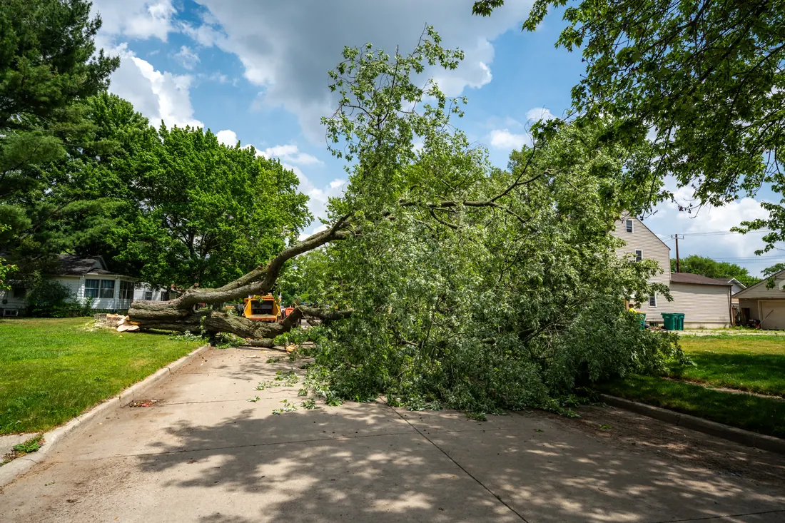 Storm-felled tree blocking a residential driveway in Southeast Michigan