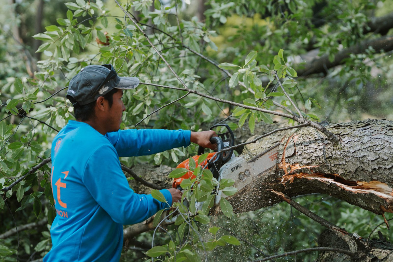 Arborist cutting tree branches with a chainsaw