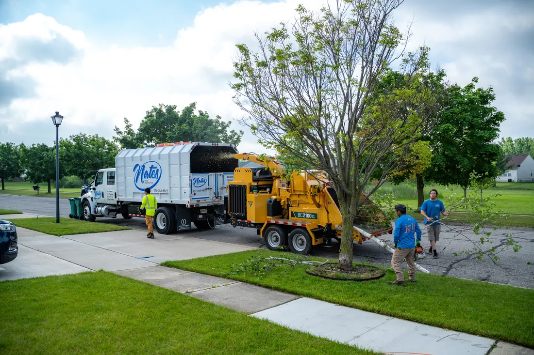Nate's crew removing a tree from the strip between sidewalk and street in a Michigan neighborhood