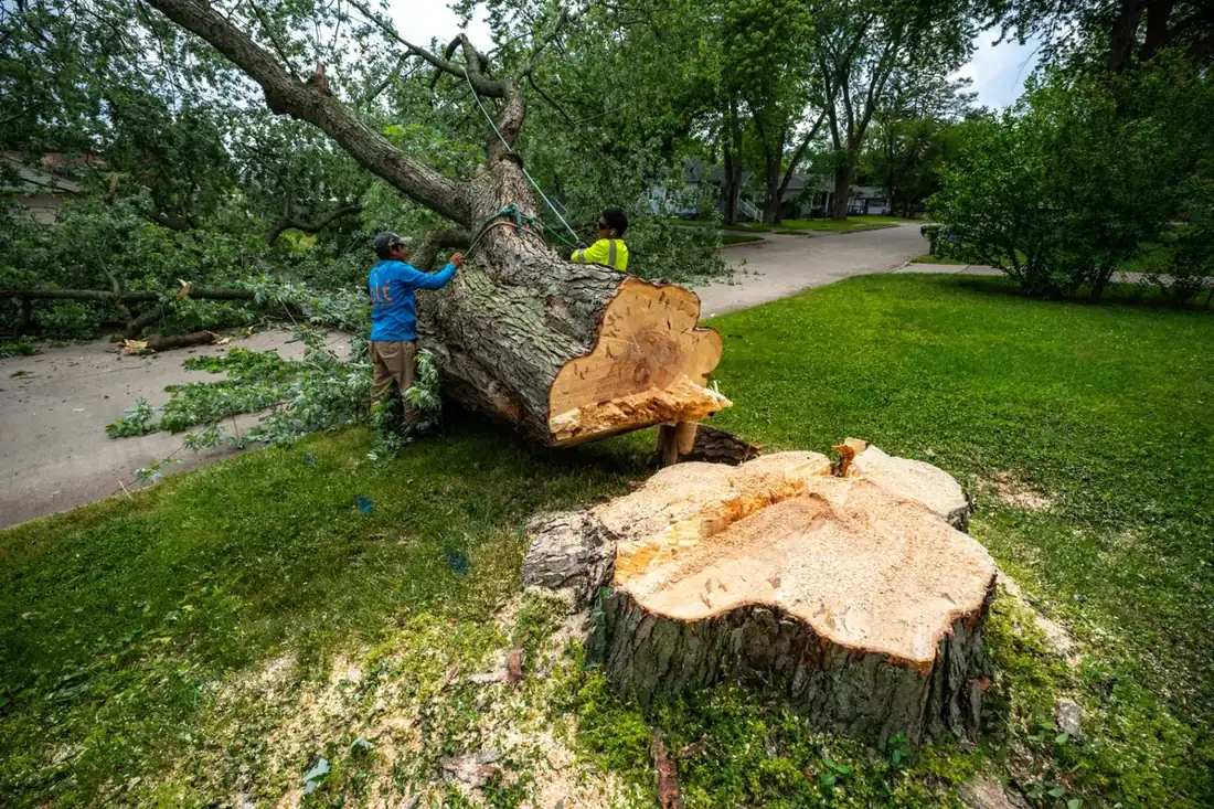 Crew removing a massive tree trunk from a suburban street