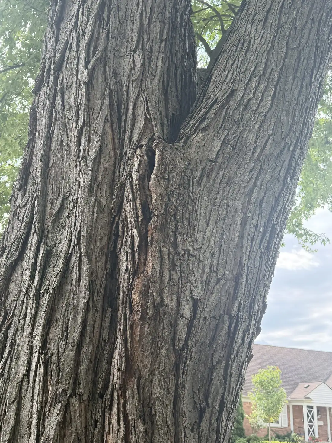 Close-up of cracked, peeling bark on a dead tree trunk