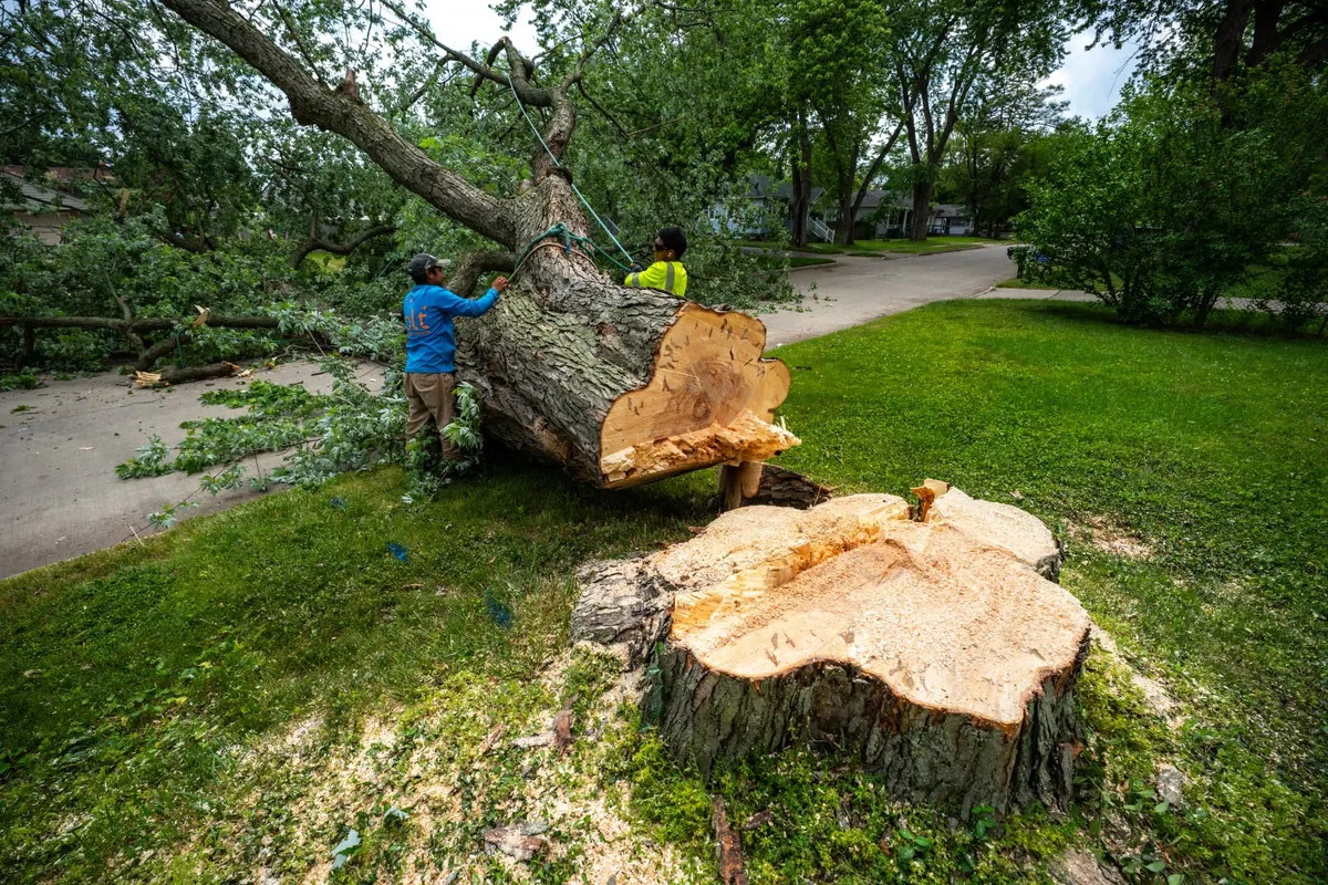 Crew rigging a sectioned trunk beside a freshly cut stump