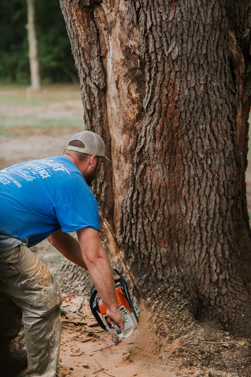Nate's Outdoor Services crew member making a felling cut at the base of a large tree