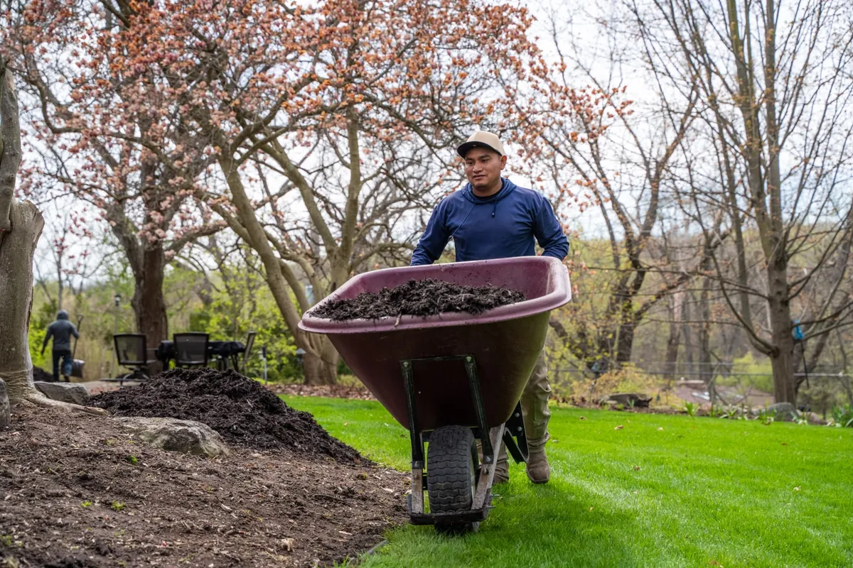 Crew member wheeling fresh mulch to a landscape bed