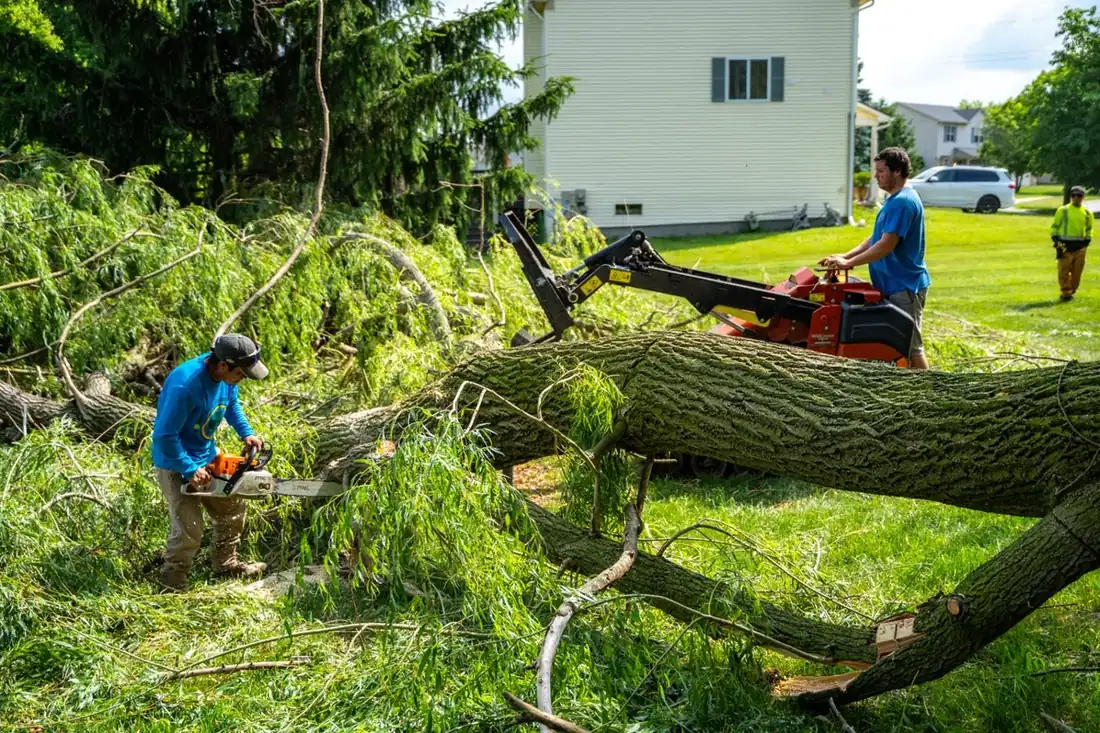 Two-person crew cutting up a large fallen willow after a storm