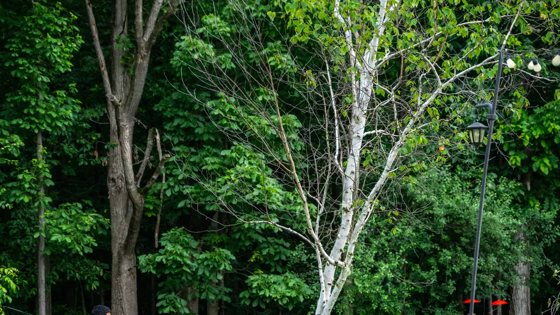 Bare dead birch standing among healthy green trees on a Southeast Michigan property