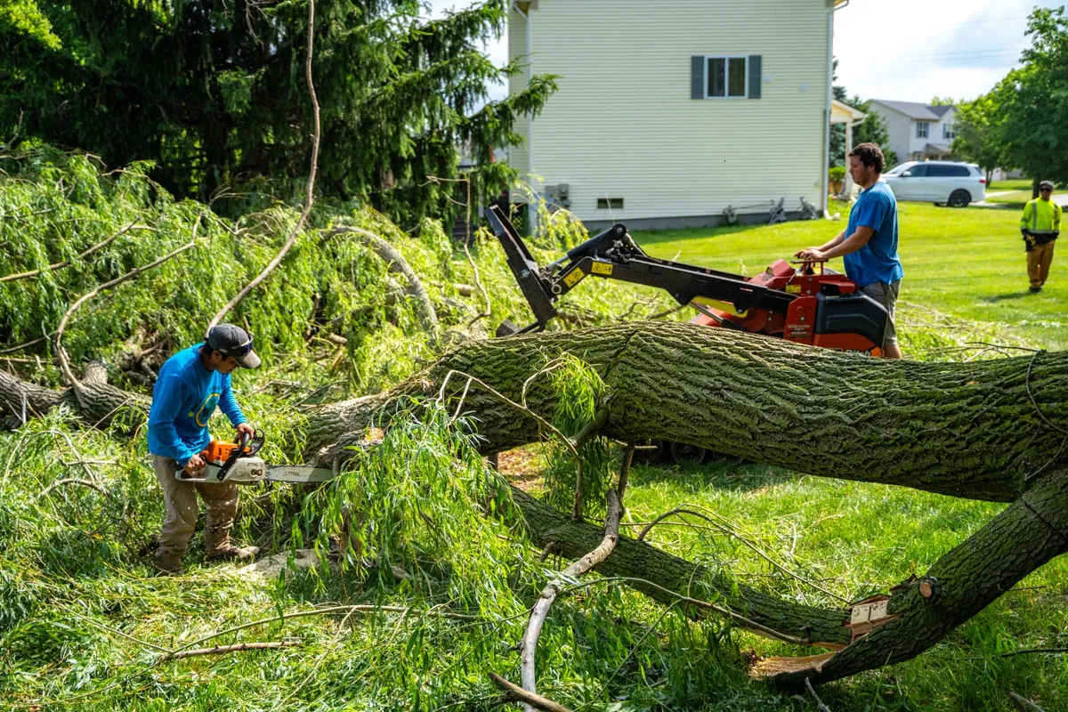 Two-person crew clearing a large downed willow trunk