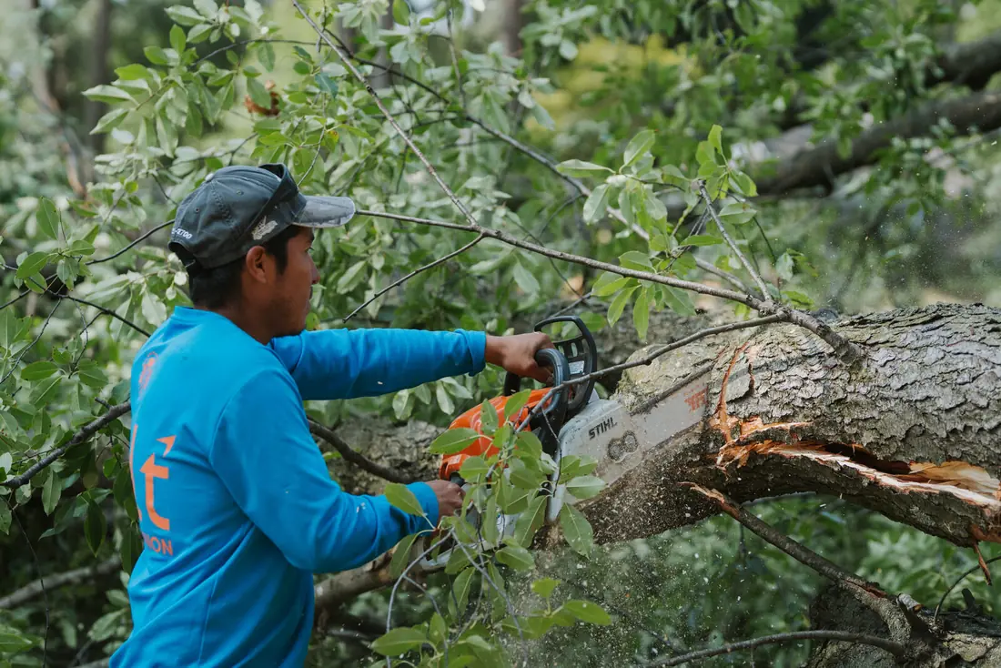 Nate's Outdoor Services crew member pruning a tree limb with a chainsaw