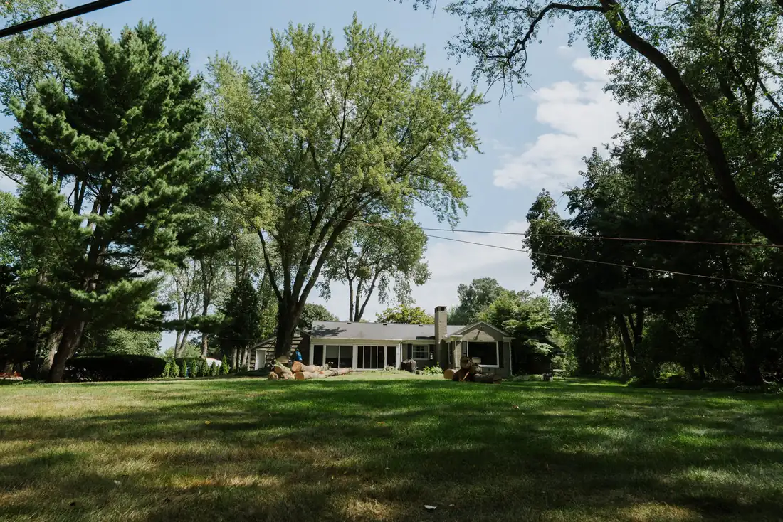 Healthy mature shade trees lining a Michigan yard