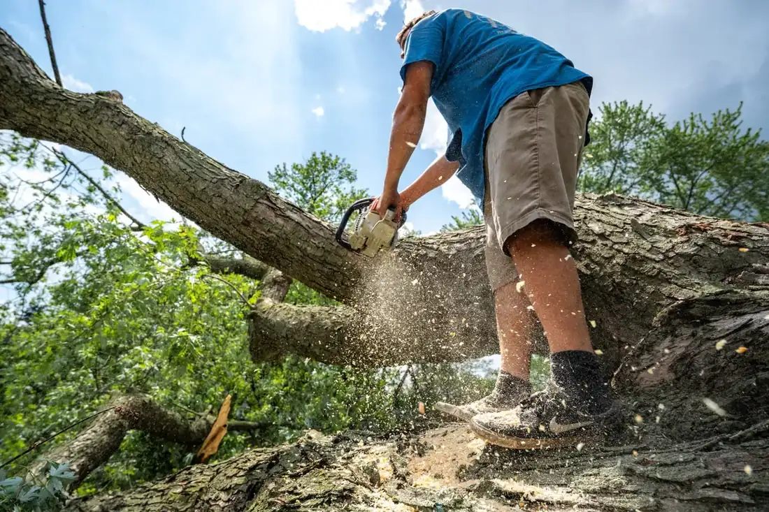 Climber bucking a large downed limb with a chainsaw