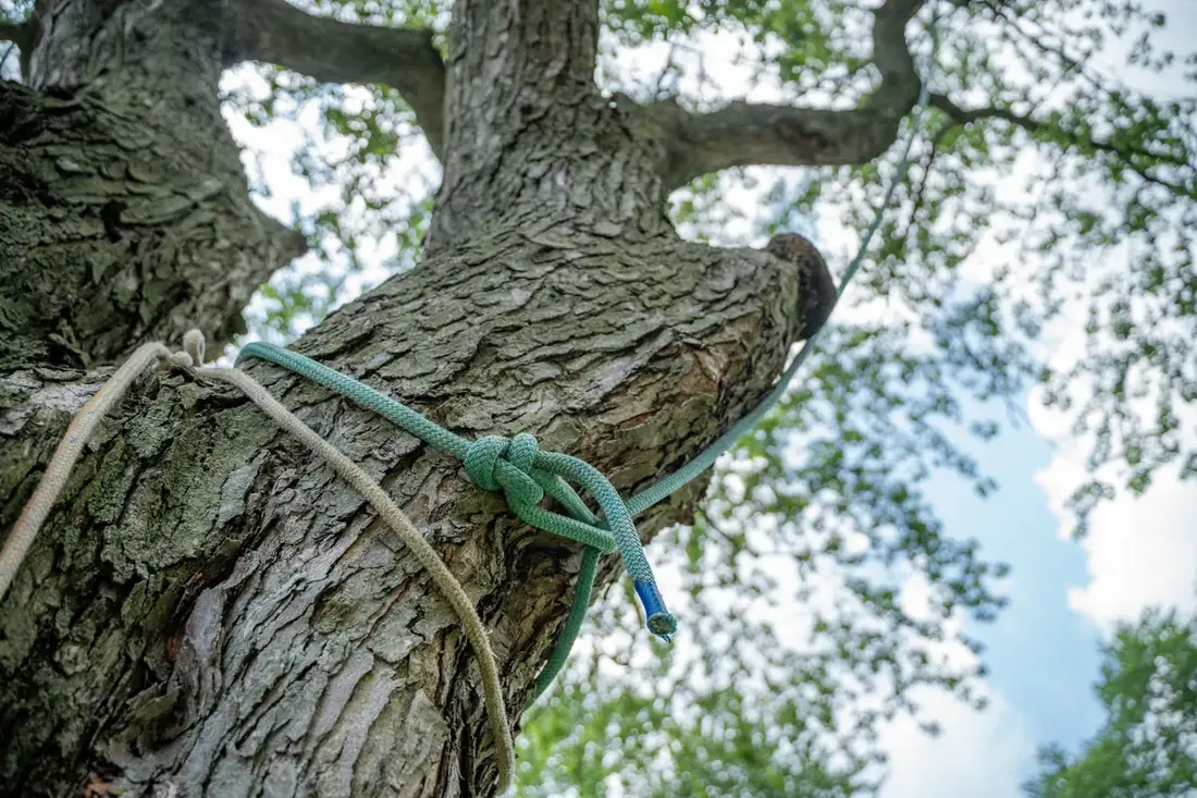 Rigging rope secured high in a large tree for controlled removal