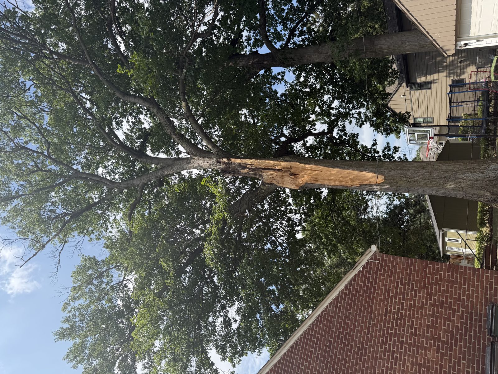 Tall tree with a long strip of bark torn from its trunk next to a house